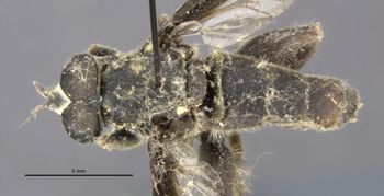 Media type: image;   Entomology 22223 Aspect: habitus dorsal view